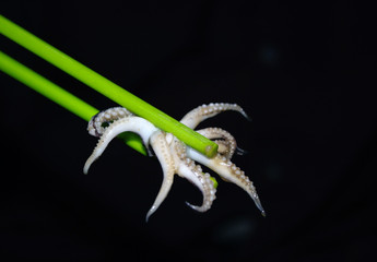 Piece of raw squid in Cambodia
