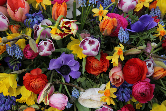 Colorful spring flowers