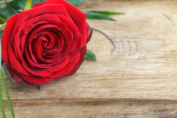 Blühende Rose auf Holzbrett