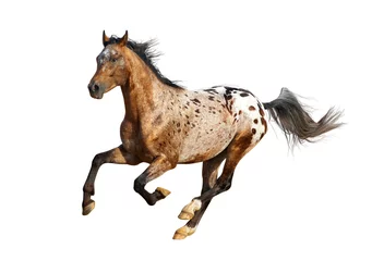 Gordijnen appaloosa stallion © Mari_art