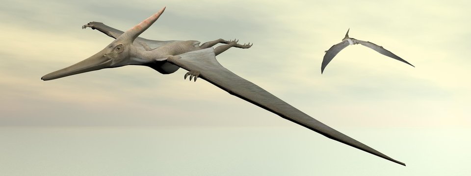 Pteranodon dinosaurs flying - 3D render