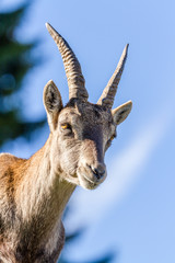 Portrait of an Ibex doe