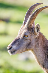 Profile of an Ibex doe