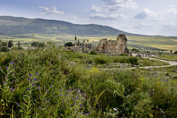 Fototapeta premium Volubilis