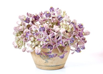 crown flower in the vase