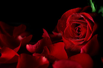 Panele Szklane Podświetlane  czerwona róża