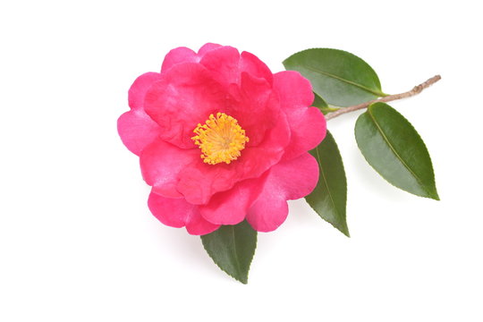 山茶花 の画像 4 992 件の Stock 写真 ベクターおよびビデオ Adobe Stock