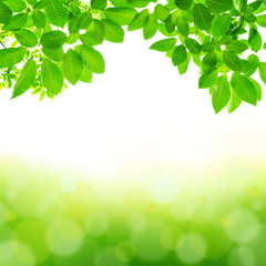 Green leaf abstract background