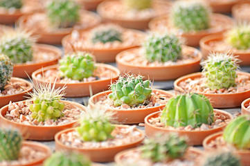 Small cactuses 