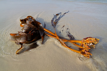 Fototapeta premium Kelp on the beach