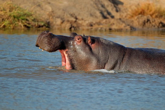 Hippo with gaping mounth