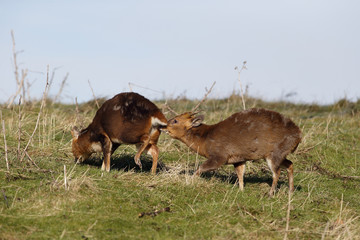 Muntjac, Muntiacus reevesi