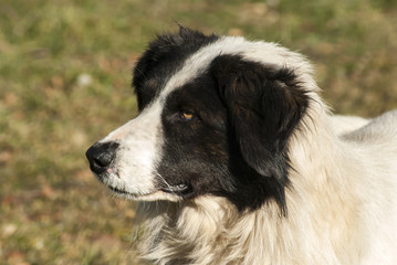 Head of young black and white shepherd dog