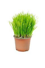 Wheat in the flowerpot