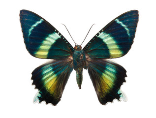 Obraz na płótnie Canvas Butterfly Alcides argathyrsus