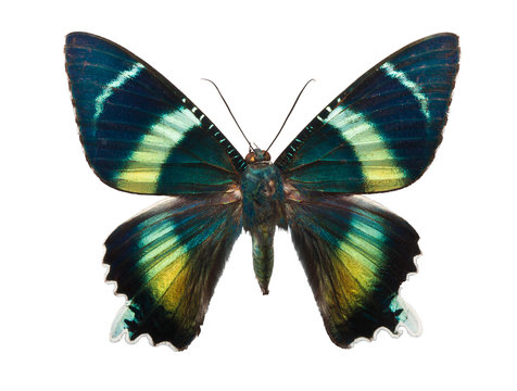 Butterfly Alcides argathyrsus