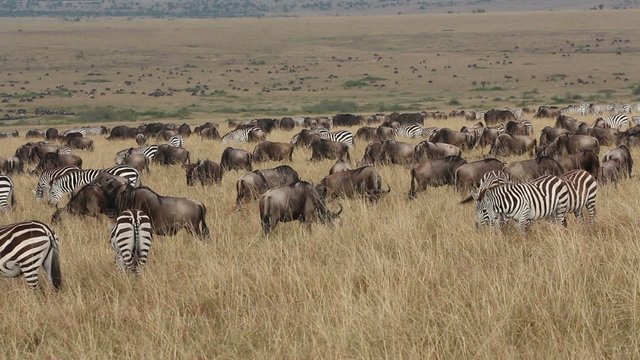 Blue wildebeest and plains zebras grazing, Masai Mara