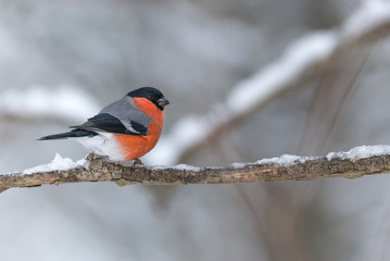 Bullfinch sits on a icy branch