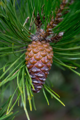 Fototapeta premium pine cone on tree branch