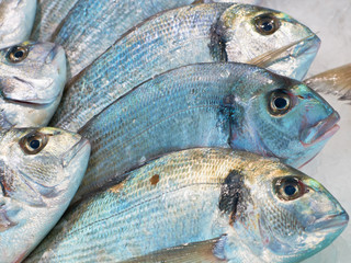 Sea-bream fish for sale on market
