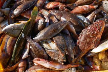 Mixed fish for sale on market