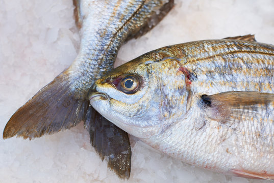 Fish for sale on market