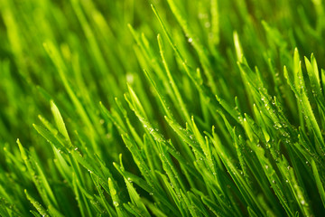 Naklejka na ściany i meble Green grass and morning dew