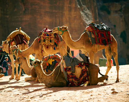 Camels caravan in the desert