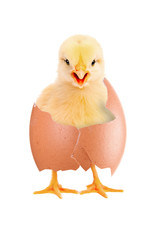 Newborn chick hatched from an egg. isolation