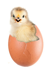 Newborn chick hatched from an egg. isolation