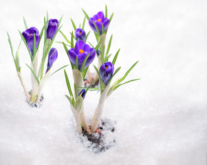 Crocuses, primroses bloom under the snow.