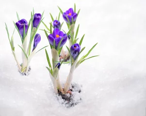 Crédence de cuisine en verre imprimé Crocus Crocuses, primroses bloom under the snow.