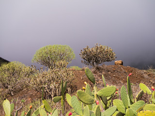 Sukkulenten auf Teneriffa