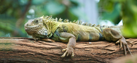 Iguana on a log