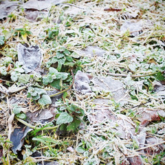 Frozen grass