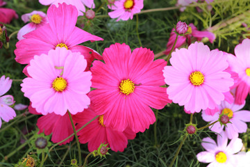 Pink cosmos flower in the garden