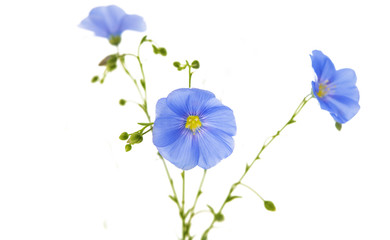 flax flowers isolated