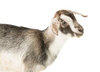 little goat isolated