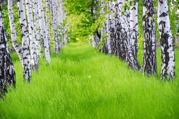 Foto op Aluminium Prachtig landschap - zomer berkenhout © ksena32