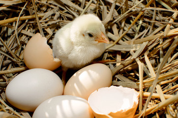 beautiful little chicken, eggs and eggshell in nest