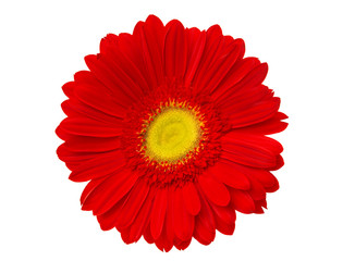 red gerbera isolated