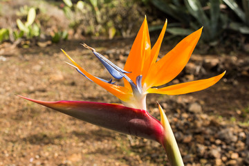 Paradiesvogelblume auf Teneriffa