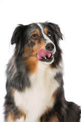 Hund schleckt sich das Maul