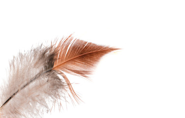 bird feather isolated