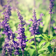 Obraz premium Retro photo of lavender flowers close-up in sunny day