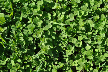 Fototapeta na wymiar Background of clover