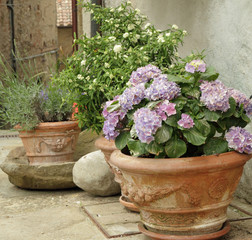 flowering hortensia and other plants  in terracotta  vases