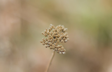 dry grass seeds