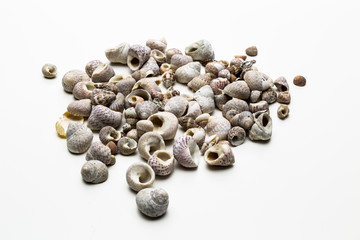 muszle © MaverickRose