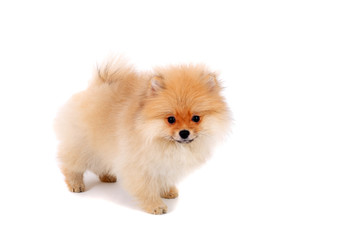 Obraz premium Dog